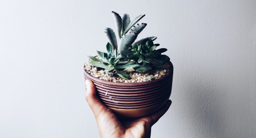 person-holding-potted-plant-2227118-min